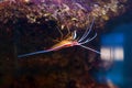 Scarlet Skunk Cleaner Shrimp Royalty Free Stock Photo