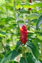 Scarlet spiral flag flower