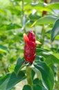 Scarlet spiral flag flower