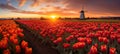 Scarlet Splendor: A Beautiful Field of Red Tulips