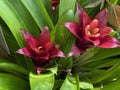 Scarlet star / Guzmania lingulata / Droophead Tufted Airplant, Orange Star, Vase Plant, Flor del incienso, Bromelija, Karaguata Royalty Free Stock Photo