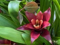 Scarlet star / Guzmania lingulata / Droophead Tufted Airplant, Orange Star, Vase Plant, Flor del incienso, Bromelija, Karaguata Royalty Free Stock Photo