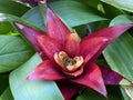 Scarlet star / Guzmania lingulata / Droophead Tufted Airplant, Orange Star, Vase Plant, Flor del incienso, Bromelija, Karaguata Royalty Free Stock Photo