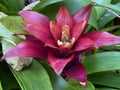 Scarlet star / Guzmania lingulata / Droophead Tufted Airplant, Orange Star, Vase Plant, Flor del incienso, Bromelija, Karaguata Royalty Free Stock Photo