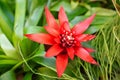 Scarlet star or Guzmania Lingulata plant in Saint Gallen in Switzerland Royalty Free Stock Photo