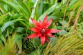 Scarlet star or Guzmania Lingulata plant in Saint Gallen in Switzerland Royalty Free Stock Photo