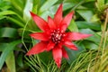 Scarlet star or Guzmania Lingulata plant in Saint Gallen in Switzerland Royalty Free Stock Photo