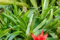 Scarlet star or Guzmania Lingulata plant in Saint Gallen in Switzerland Royalty Free Stock Photo