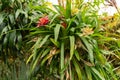 Scarlet star or Guzmania Lingulata plant in Zurich in Switzerland Royalty Free Stock Photo