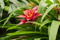 Scarlet star or Guzmania Lingulata plant in Zurich in Switzerland Royalty Free Stock Photo