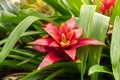 Scarlet star or Guzmania Lingulata plant in Zurich in Switzerland Royalty Free Stock Photo