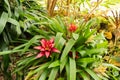 Scarlet star or Guzmania Lingulata plant in Zurich in Switzerland Royalty Free Stock Photo