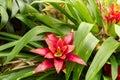 Scarlet star or Guzmania Lingulata plant in Zurich in Switzerland Royalty Free Stock Photo