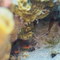 Scarlet stripped cleaning shrimp. CuraÃÂ§ao, Lesser Antilles, Caribbean