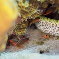 Scarlet stripped cleaning shrimp. CuraÃÂ§ao, Lesser Antilles, Caribbean