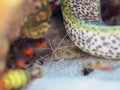Scarlet stripped cleaning shrimp and Spotted moray. CuraÃÂ§ao, Lesser Antilles, Caribbean