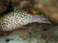 Scarlet stripped cleaning shrimp and Spotted moray. CuraÃÂ§ao, Lesser Antilles, Caribbean