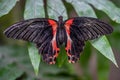 Scarlet Swallowtail butterfly on leaf