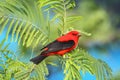 Scarlet Tanager