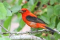 Scarlet Tanager