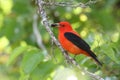 Scarlet Tanager Eating a Mulberry