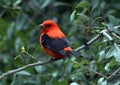 Scarlet tanager