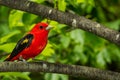 A close up of a Scarlet Tanager