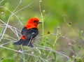 Scarlet Tanager