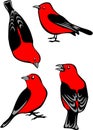 Scarlet Tanagers