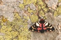 The Scarlet Tiger Moth Arctia Festiva