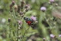 The scarlet tiger moth Callimorpha dominula, formerly Panaxia dominula is a colorful moth belonging to the tiger moth subfamily