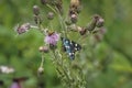 The scarlet tiger moth Callimorpha dominula, formerly Panaxia dominula is a colorful moth belonging to the tiger moth subfamily