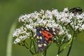 The scarlet tiger moth Callimorpha dominula, formerly Panaxia dominula is a colorful moth belonging to the tiger moth subfamily