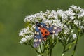 The scarlet tiger moth Callimorpha dominula, formerly Panaxia dominula is a colorful moth belonging to the tiger moth subfamily