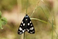 Scarlet tiger moth Callimorpha dominula