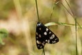 Scarlet tiger moth Callimorpha dominula