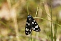 Scarlet tiger moth Callimorpha dominula