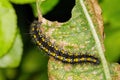 Scarlet Tiger Moth caterpillar - Callimorpha dominula, feeding on a teasel leaf.