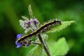 Scarlet Tiger Moth Caterpillar