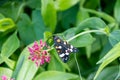 Scarlet tiger moth on a flower