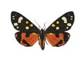 Scarlet tiger moth isolated on white background Royalty Free Stock Photo