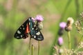 Scarlet tiger moth