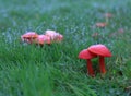 Scarlet Waxcap mushrooms, Hygrocybe coccinea Royalty Free Stock Photo