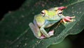 Scarlet-webbed tree frog Boana rufitela