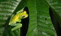 Scarlet-webbed treefrog Boana rufitela juvenile