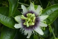 Scarletfruit passionflower Royalty Free Stock Photo