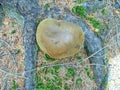 Scarletina bolete fungus between two old roots,direct top view Edible mushroom in a coniferous forest