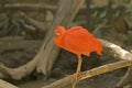 Scarlett ibis Royalty Free Stock Photo