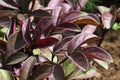 Scarlett red coloured leaves of Chinese Peony decorative flowering plant