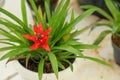 Scarlett star or droophead tufted airplant Royalty Free Stock Photo